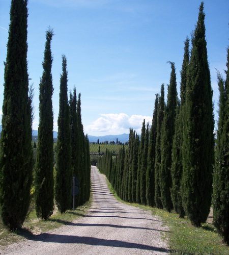 Contact us photo Tuscany Cypress smaller